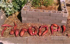 Potatoes grown at Throop Garden arranged in a clever way to spell the word "Throop".