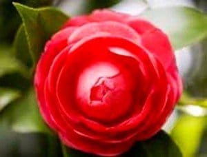camelia-red