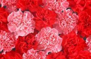 carnation