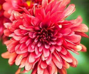 chrysanthemum
