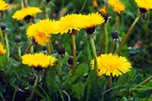dandelions