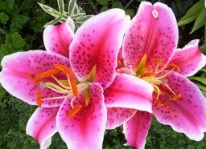 stargazer-lilies