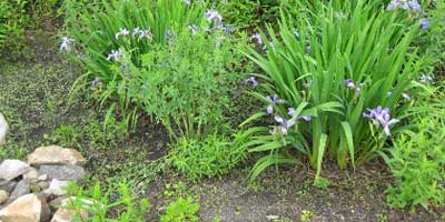Native plants garden conditions