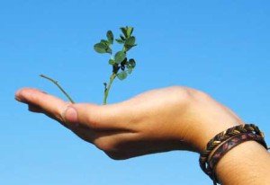 Green Your House with 5 Green Cleaning Tips