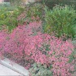 Beauty surrounds us, but usually we need to be walking in a garden to know it.(Rumi)