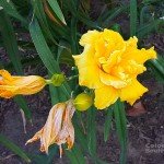 How wonderful Yellow is. It stands for the sun. (Van Gogh)