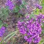 God off if you walk by the color purple in a field somewhere and don't notice it. (Alice Walker)