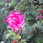 Love planted a rose, and the world turned sweet. (Katharine Lee Bates)