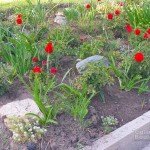 Red is the ultimate cure for sadness.(Bill Blass)