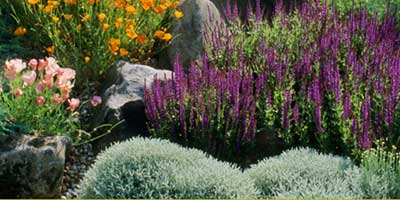 Drought tolerant plants