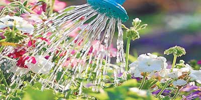 Native plants consume less water .