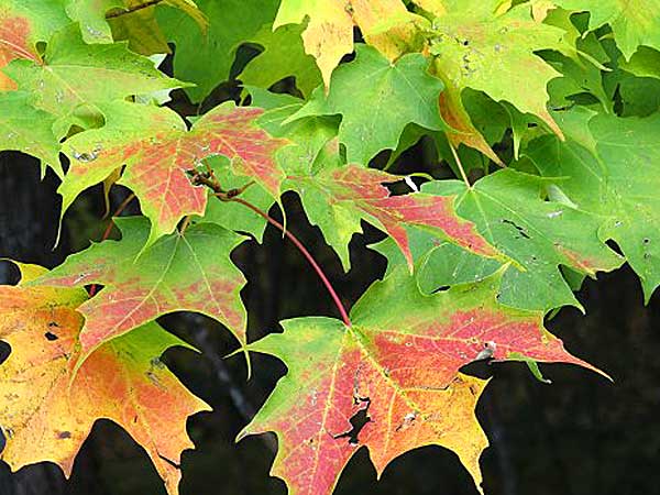 Fall Leaves (Photo - Sister Ann Marie Wainright).