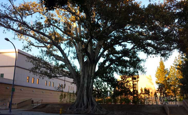 Majestic Tree in Pasadena. (Photo - W.K.)