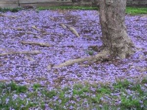 Jacaranda Pasadena (Photo - Kathabela Wilson).
