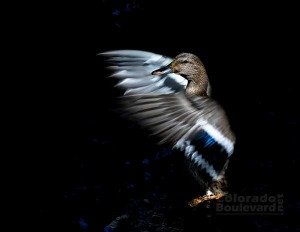 Ritual Dance Duck by Don Baird