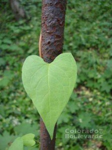 Green Leaf (Photo - Maja Trochimczyk).