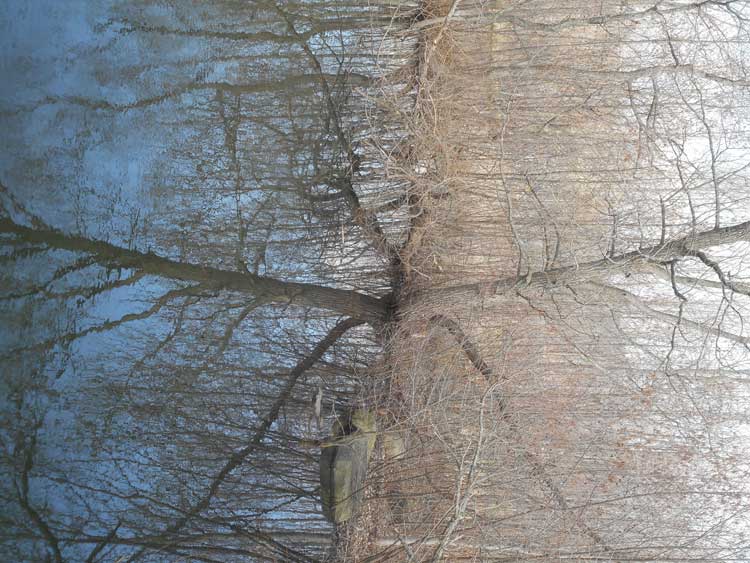 Reflection in Sapsucker Woods (Photo - Tom Clausen).