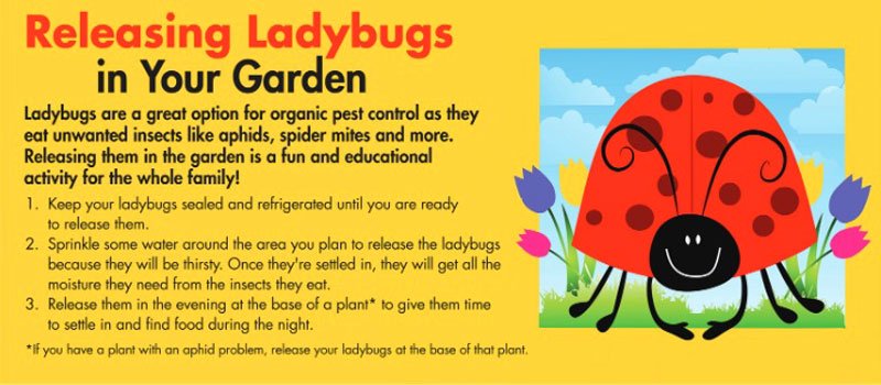 Tips on releasing ladybugs (Photo - Armstrong).