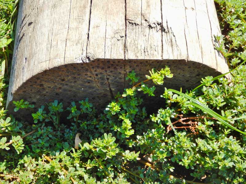 Bee hotel (Photo - Jean Sudbury).
