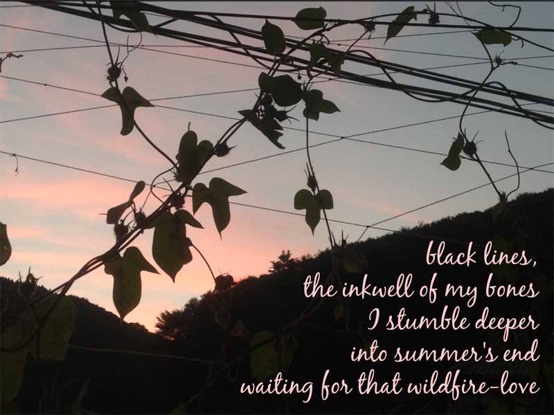 Tanka by Kathy Nguyen (Photo - Kris Kondo).