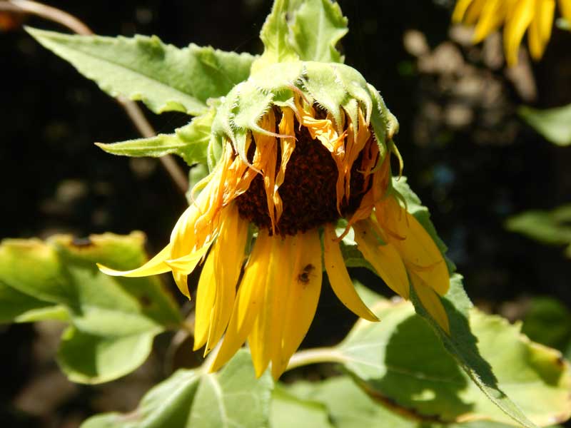 Disappointment (Photo - Jean Sudbury).