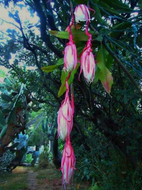 (Photo - Jean Sudbury).