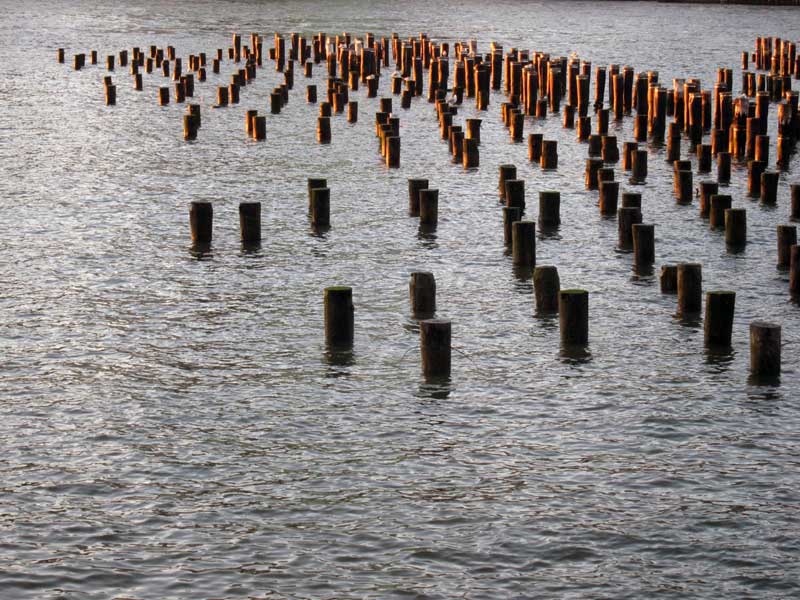 Michele Harvey - Pilings