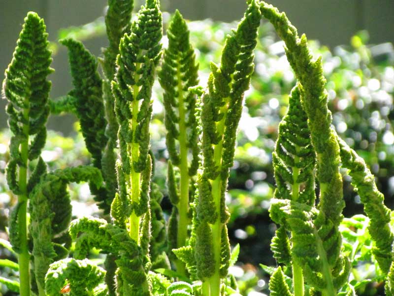 Ferns unfurling (Photo - Barbara Kaufmann).