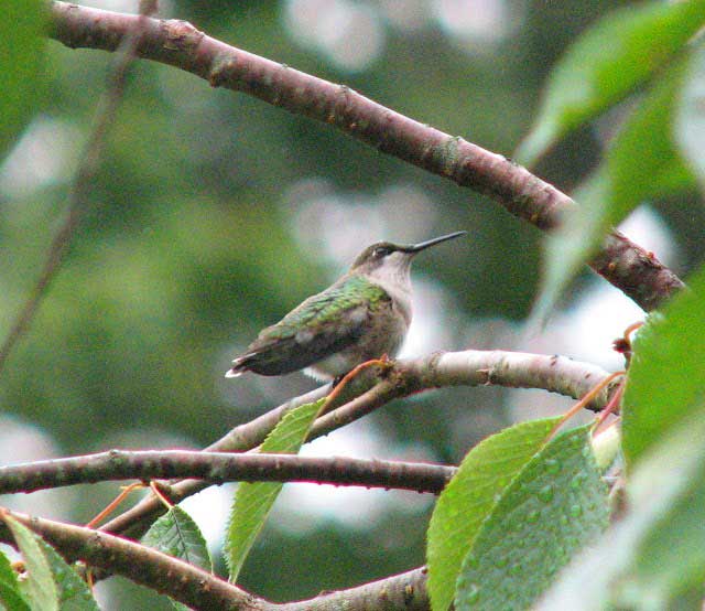 Hummingbird (Photo - Barbara Kaufmann).