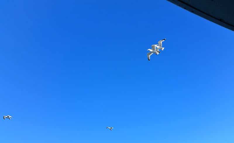 (Photo - Robert A. Kingston).