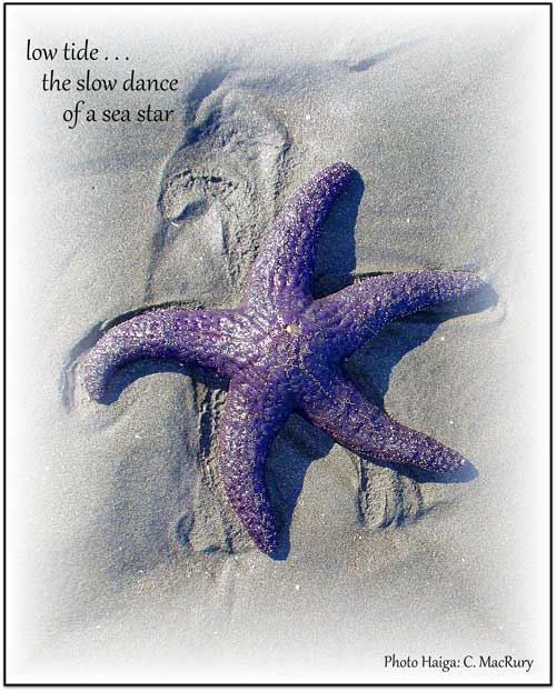 Starfish by Carole MacRury.