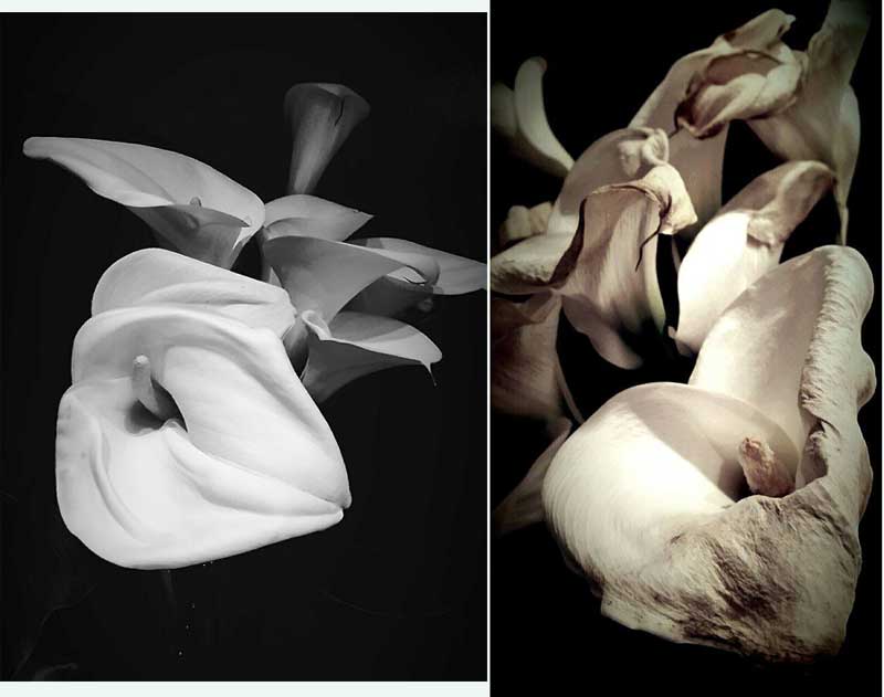 Beginnings (L) Endings (R), two artworks by Stevie Strang.