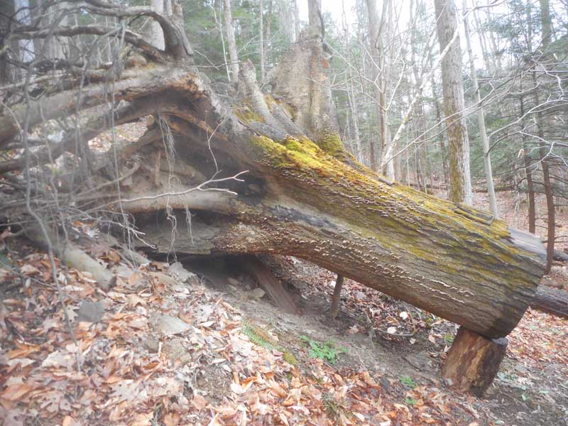 Fallen Tree (Photo - Tom Clausen).