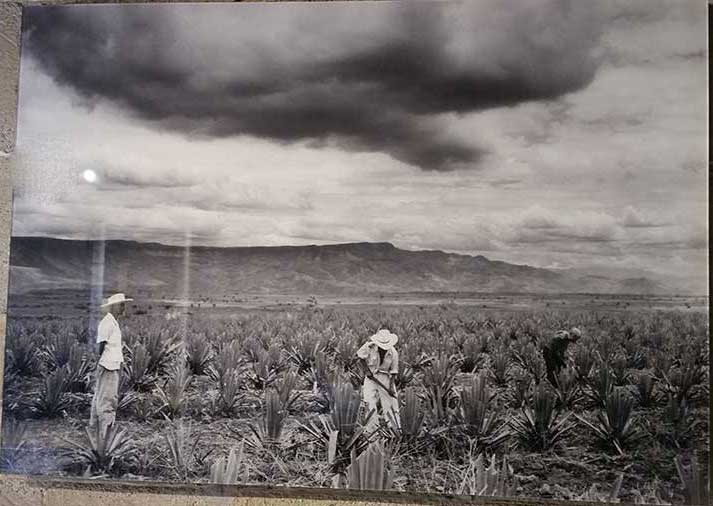 Agave Field 1955 Photographer: Walt Girdner. 