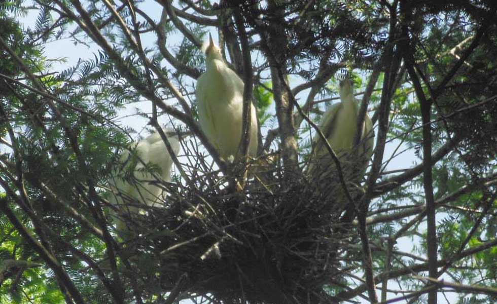 Shanghai campus' white herons (Photo - R.ick Wilson)