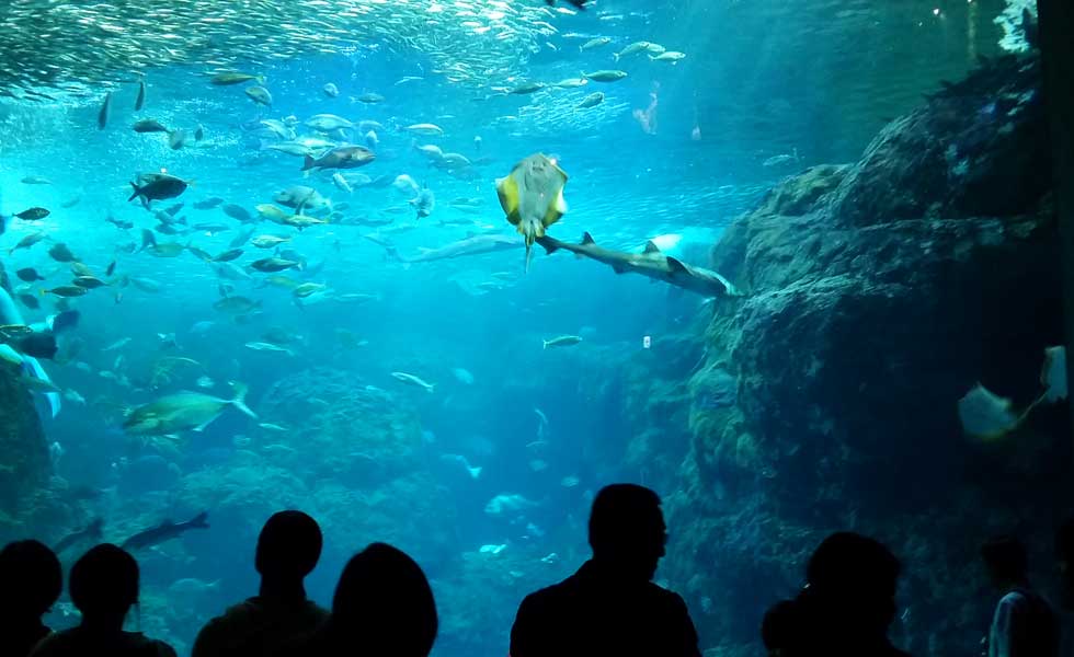 Dream Come True (Photo - Kathabela Wilson).